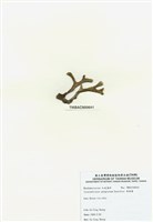 藏品(角網藻)的圖片